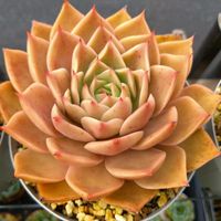 氷山,大和の薔薇,ホワイトカレー,火神,クリスタルローズ×バリューションの画像