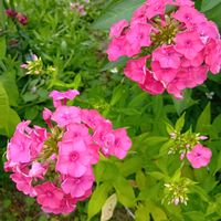 アゲラタム,宿根フロックス,ステキですね〜✨✨,花のある暮らし,大好きなお花の画像