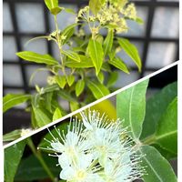 カレックス,ペチュニア,ユーフォルビア・ダイヤモンドフロスト,ローズマリー,ユーカリの画像