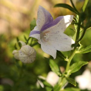 桔梗（ききょう）,和風,鉢植え,ガーデニング,山野草の画像