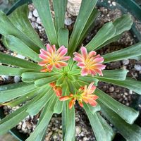 レウィシア,ベビーサンローズ,ベビーサンローズ,セトーサ,セトーサの画像