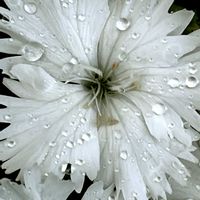 グラジオラス,グラジオラス,セキチク,セキチク,セキチクの画像
