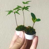 トベラ,トベラ,イロハモミジ,イロハモミジ,実生の画像