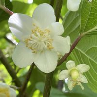 マタタビ,マタタビの実,薬用植物,落葉つる性木本,木天蓼（もくてんりょう・またたび）の画像