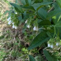 コンフリーの画像