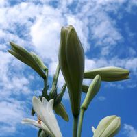 ユリ,テッポウユリ,花言葉,雲仲間,しあわせ運べるようにの画像