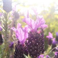 ラベンダー,フレンチラベンダー,お花,今日の花,ラベンダー☆の画像