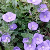 アリウム,コンボルブルス,GSのみなさんに感謝♡,GSの繋がりに感謝♡,黒ニャンコ隊の画像