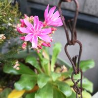 鉢植え,花のある暮らし,私の癒やし,植物のあるくらし,部屋の前の画像