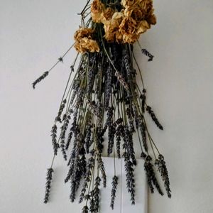 ラベンダー,ドライフラワー ラベンダー,地植え,ガーデニング,山野草の画像