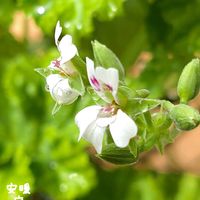 アップルゼラニウム,ユーフォルビア ダイヤモンドスター,千日紅ちなつ,種まき,花のある暮らしの画像