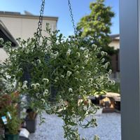 コキア,ウンベラータ,ヘリオトロープ,スーパートレニア カタリーナ,ユーフォルビアダイヤモンドスノーの画像