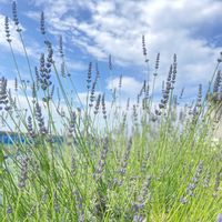 ラベンダー,ハーブ,ハーブのある暮らし,今日のお花,na-chan farmの画像