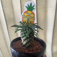 ソテツキリン,パイナップルコーン,観葉植物,植物好き,kingの画像