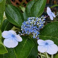 鉢植え,紫陽花☆,咲いてくれてありがとう❤,おうち園芸,小さな庭の画像