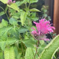 モナルダ（タイマツソウ、ベルガモット）,ハーブ,鉢植え,開花,ピンクの花の画像