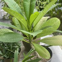 プルメリア,鉢植え,緑が好きの画像