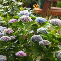 ハイドランジア,ハイドランジア マジカル,紫陽花マジカル,マジカル,紫陽花 アジサイ あじさいの画像