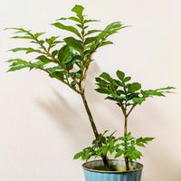 コンニャク,観葉植物,花のある暮らし,我が家のお花の画像