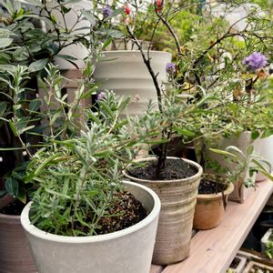 ラベンダー,ラベンダー,ローズマリー,ミニバラ,ゲッケイジュの画像