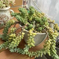 ビアホップ ,多肉植物,多肉寄せ植え,多肉大好き,放置多肉の画像