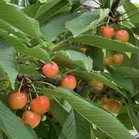 サクランボ,ブルーベリー,リンゴ,ブドウ,果物の画像