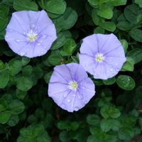 コンボルブルスの画像