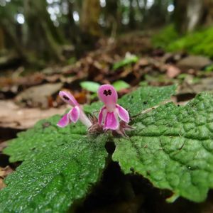 ヒメシャラ,ナツツバキ,ヤマジオウ,山野草,きのこの画像