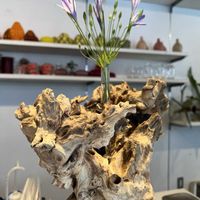 トリテレイア,水曜日は水色,白い水曜日♡の画像