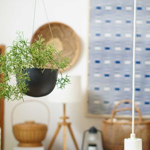 リプサリス,多肉植物,観葉植物,リビング,プラントハンガーの画像