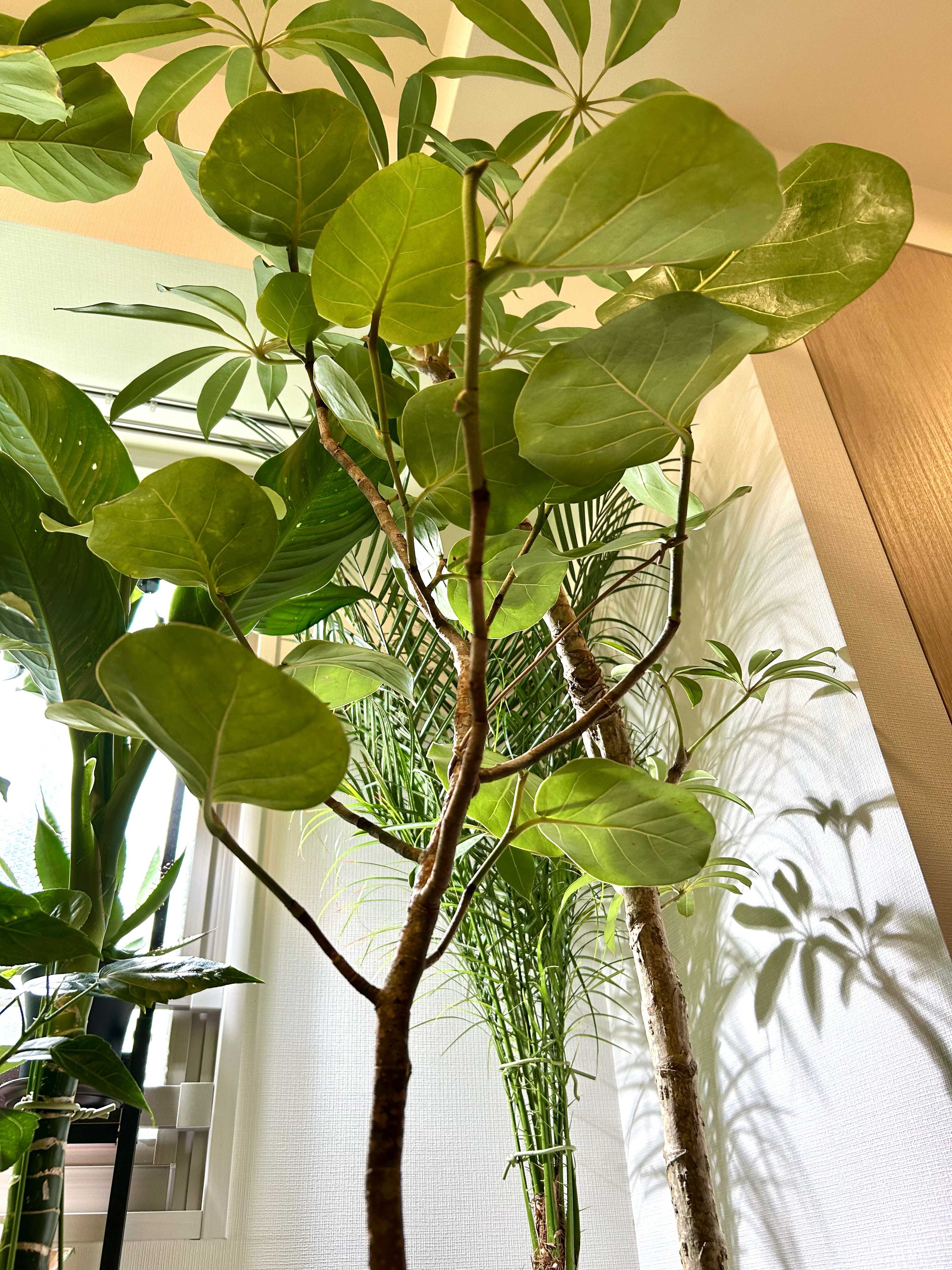 シーグレープの一覧｜🍀GreenSnap（グリーンスナップ）