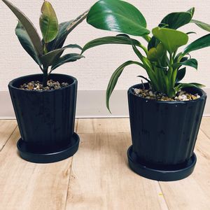 ゴムの木,フィカスバーガンディ,フィンデンドロン,フィロデンドロン・バーキン,観葉植物の画像