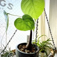 ローリエ,モナデニウム  リチェイ錦,プセウドボンバックス エリプティクム,観葉植物,エンジョイボタニカルライフの画像