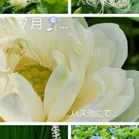 ハス,ハンゲショウ,キカラスウリの花,出先&合間に‥の画像