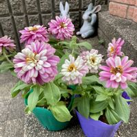 ガーベラ,ジニア,スカビオサ,バラ,ガーベラ ガルビネアの画像