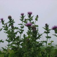 アザミ,ウツボグサ,クガイソウ,クマガイソウ,キバナカワラマツバの画像