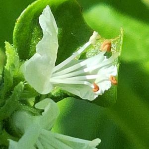 バジル,ミニトマト,うちの個,ちっちゃいさんの画像