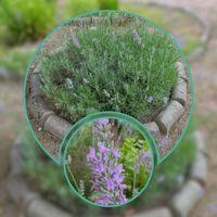 コダカラソウ,ラベンダー,多肉植物 寄せ植え,多肉植物 寄せ植え,虹の画像