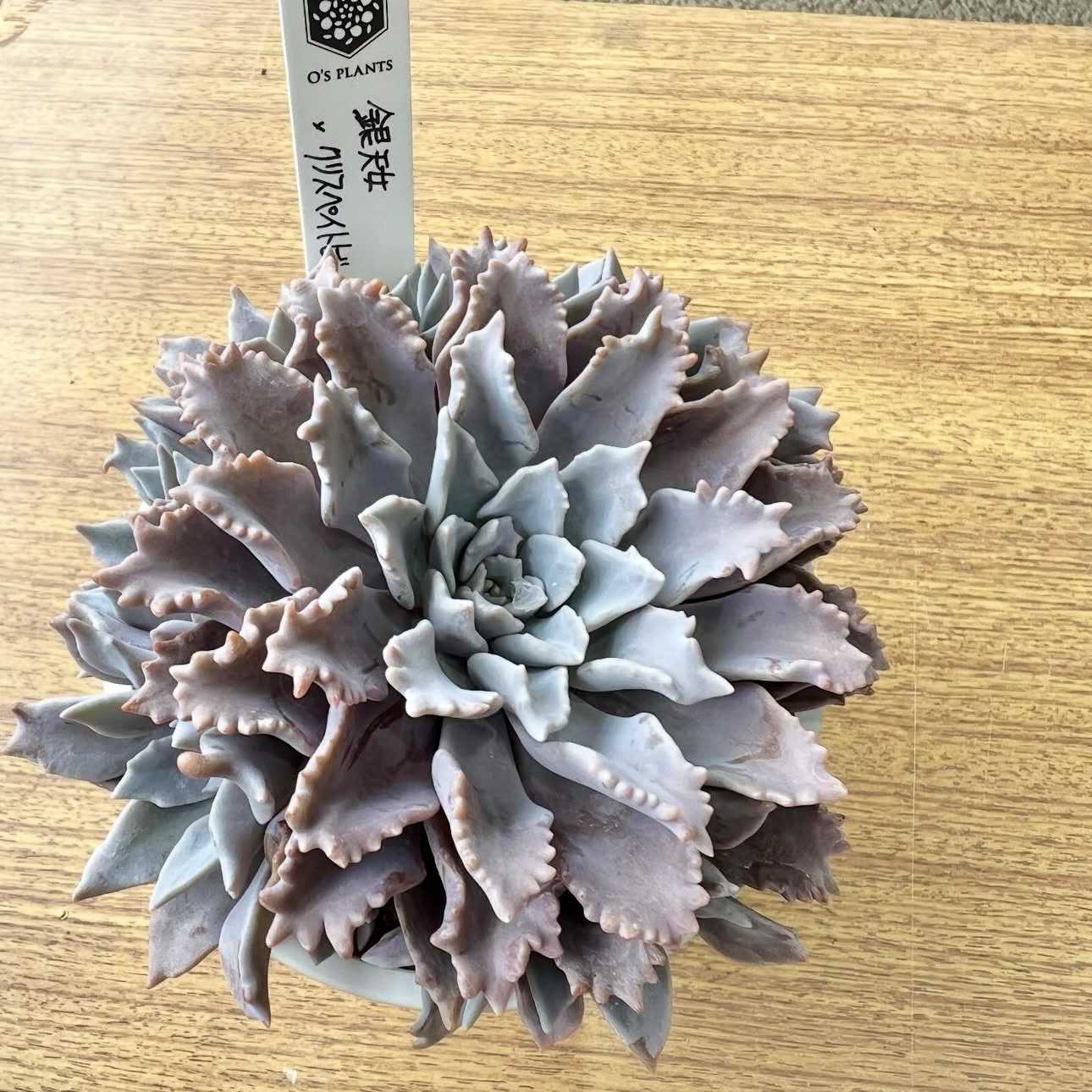 グラプトベリア スターファイヤーの一覧｜🍀GreenSnap（グリーンスナップ）