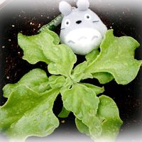 アイスプラント,キュウリ,ブラックベリー,ボリジ,ミニトマトの画像