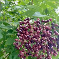 エルダーフラワー,エルダーベリー,収穫を待つ,ミテ実の画像