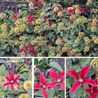 クレマチス,ブラックベリー,クレマチスロウグチ,フェイジョア 実,ﾌｪｲｼﾞｮｱの画像