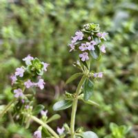 レモンバーム,レモンタイム,ハーブ,常緑低木,宿根・多年草の画像