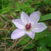 クレマチス,クレマチス,クレマチス,クレマチス プリンセスダイアナ,花言葉の画像