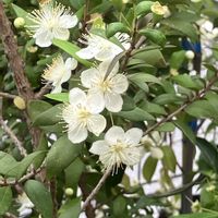 アマドコロ,カリン,カリン,ツバキ,ツバキの画像