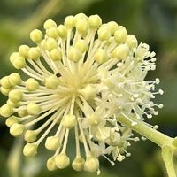 ウド,独活(ウド),マメコガネ.,多年草,山菜の画像
