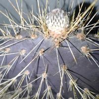 多肉植物,サボテン科,agave,海を感じるインテリア, サボテンの画像