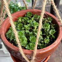 クモマグサ,雲間草,クモマグサ（雲間草）,夏越し,ハンギングの画像