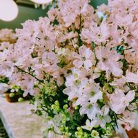 デルフィニウム,フィカス・ウンベラータ,BONSAI ケーキ,BONSAI　と名のついたケーキ,涼し気なお菓子の画像