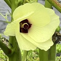 パイナップルリリー,オクラの花,私の秘密の花園,我が家の裏庭で咲いた花,ワスレグサ(忘れ草/ノカンゾウ<野萱草>/の画像